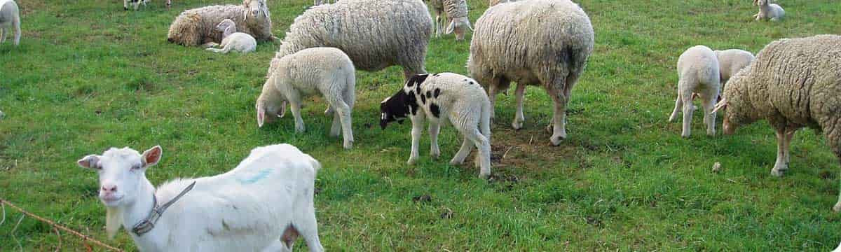 Des produits naturels pour les ovins et caprins - Gentiana phytolabo